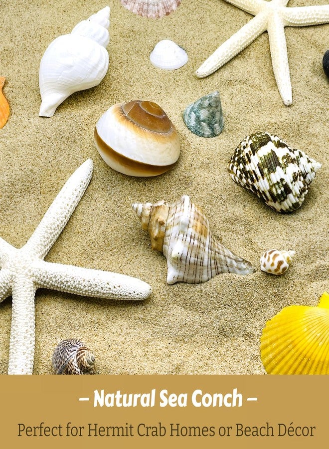 Wanwanzi 4PCS Large Hermit Crab Shells | Natural Sea Conch 2.4" - 3.5", Opening 1" - 1.5" | Large Sea Shell丨Turbo Seashells for Hermit Crab Supplies and Beach Decoration - Image 2